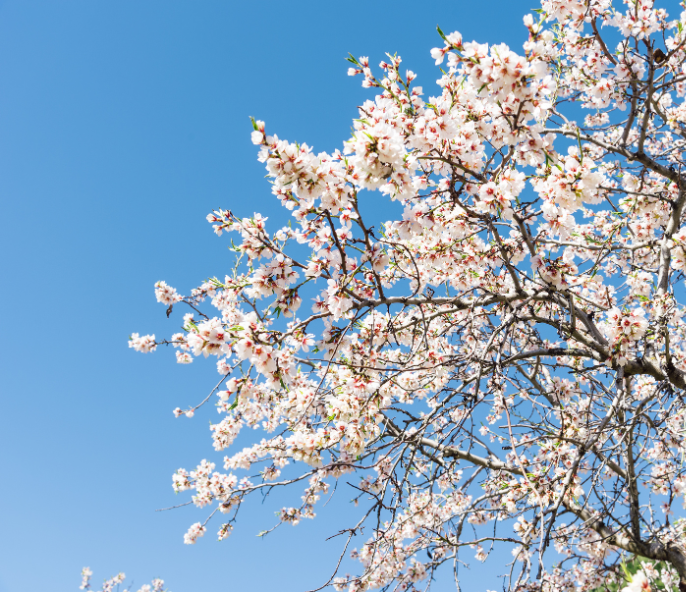 horeca hotel saratoga palma de mallorca